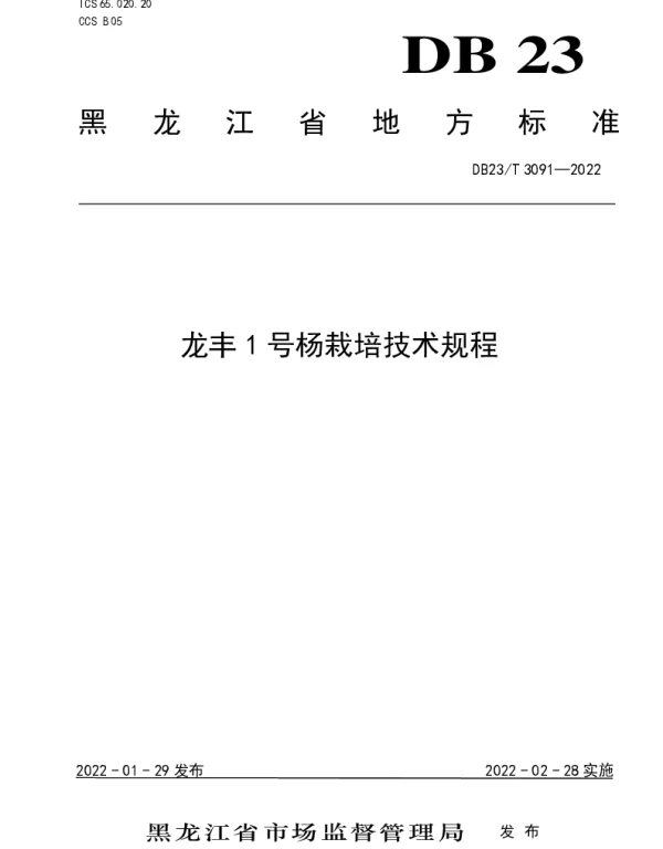 DB23T 3091—2022 龙丰1号杨栽培技术规程