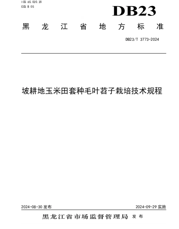 DB23T 3773—2024 坡耕地玉米田套种毛叶苕子栽培技术规程