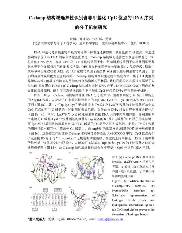 C-clamp结构域选择性识别含非甲基化CpG位点的DNA序列的分子机制研究