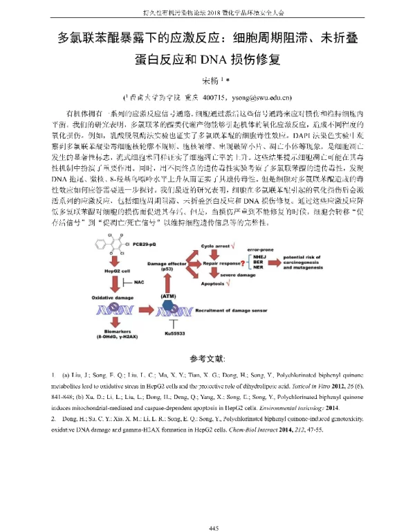 多氯联苯醌暴露下的应激反应细胞周期阻滞、未折叠蛋白反应和DNA损伤修复