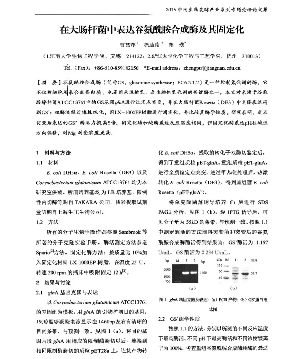 在大肠杆菌中表达谷氨酰胺合成酶及其固定化