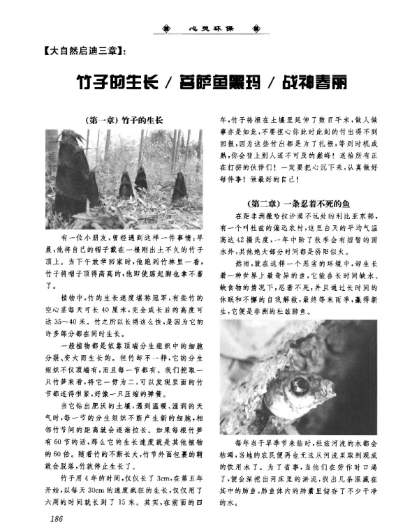 竹子的生长菩萨鱼黑玛战神春丽