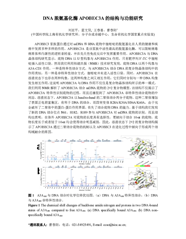 DNA脱氨基化酶APOBEC3A的结构与功能研究