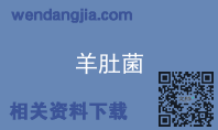 羊肚菌